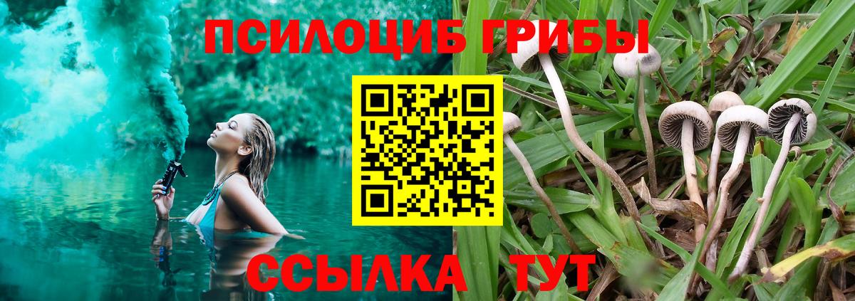 как найти наркотики  Псилоцибиновые грибы мицелий  Вход с VPN  Мурино 